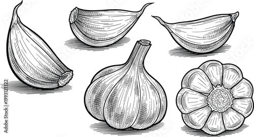 Garlic engraving vector illustration set. Hand drawn bulb, cloves and cross section composition. Botanical line art in vintage style for food packaging and organic design.