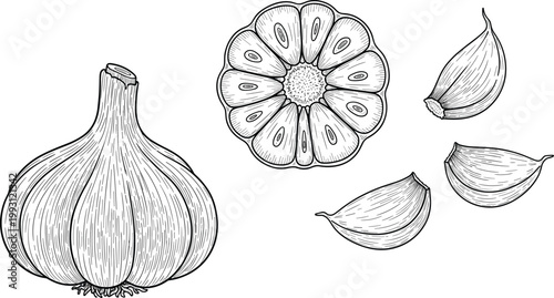 Garlic engraving vector illustration. Hand drawn bulb, cloves and cross section composition. Botanical line art in vintage style for food packaging and organic ingredient design.