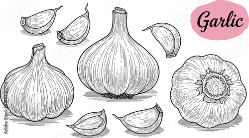 Garlic engraving vector illustration set. Hand drawn bulb, cloves and cross section. Botanical line art in vintage style for food packaging, menu and organic design.