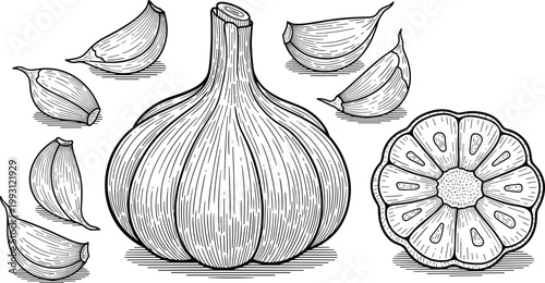 Garlic engraving vector illustration. Hand drawn bulb, cloves and cross section slice. Botanical line art in vintage style for food packaging, menu and organic design.