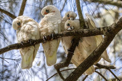 Australian Little Corella's perched in Casuarina Tree preening