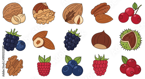 Set of colorful illustrations of various nuts and berries isolated on white background