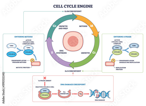 Cell cycle engine visualizes regulated progression through G1, S, G2, M, key objects are the circular phase ring, central cell, and checkpoints driven by cyclin CDK control. Outline diagram