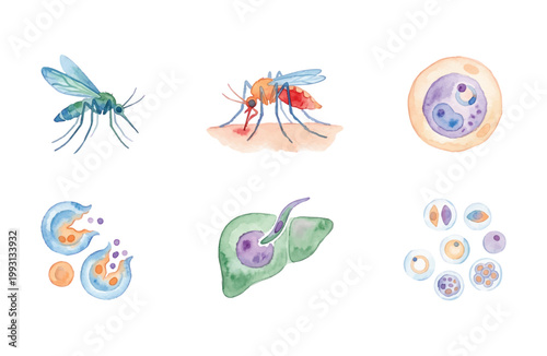 Watercolor malaria life cycle icons set with mosquito and parasites