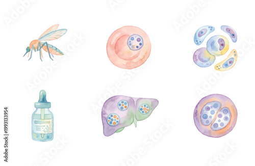 Watercolor malaria icons set with mosquito parasite blood cells liver and medicine