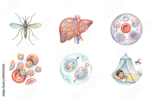 Watercolor Malaria Parasite Life Cycle and Prevention Icon Set
