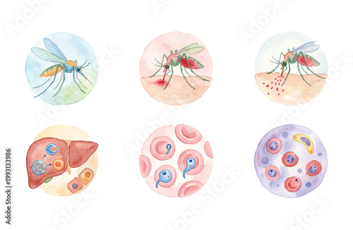 Malaria Parasite Life Cycle and Mosquito Vector Watercolor Icons Set