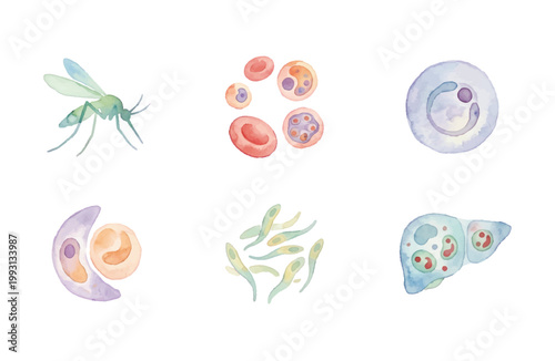 Watercolor Malaria Parasite and Mosquito Medical Icon Set