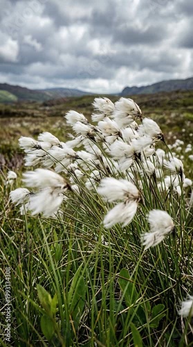 Fluffy White Cotton Grass Blooms Swaying Gently in a Grassy Meadow Under a Moody Overcast Sky