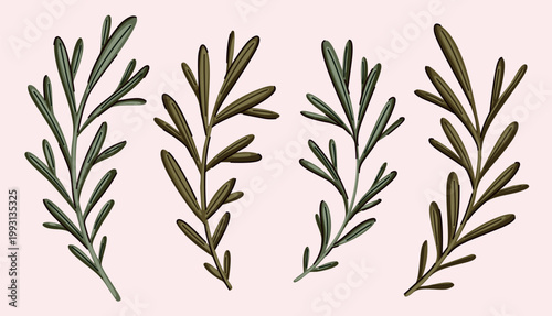 Botanical collection with coniferous leaves in vintage style. Isolated branches, floral design element for wreath, frame, pattern in old-fashioned motif. Hand drawn autumn foliage. Vector illustration