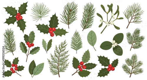 Collection of Christmas winter plants holly berry branches and pine needle foliage