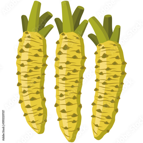 wasabi root, fresh green wasabi.