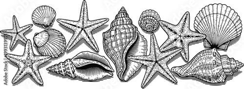 Collection of diverse seashells and starfish arranged in a linear pattern with detailed linework