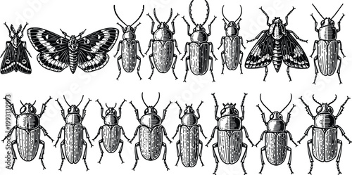 Collection of vintage insect illustrations with moths and beetles in detailed engraving style