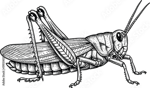 Detailed black and white a grasshopper in profile against a clean background