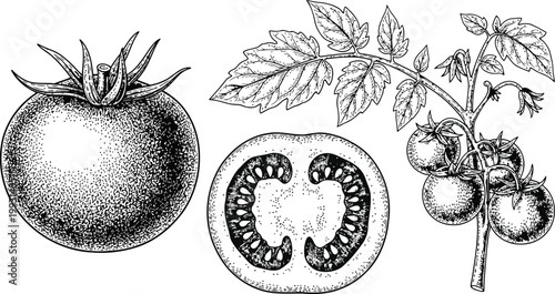 Detailed botanical a ripe tomato with leaves and vine against a white background