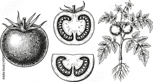 Detailed botanical a whole tomato a cross-section and a tomato plant with roots rendered in a vintage stipple technique