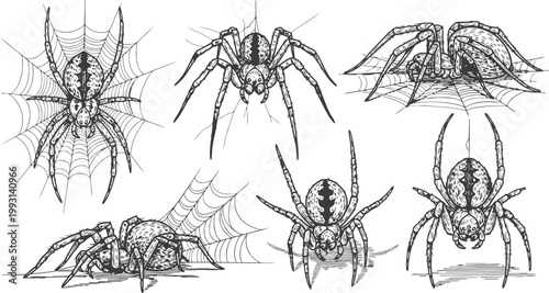 Detailed Hand Drawn Spider Illustrations on Webs in Various Poses