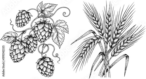 Detailed wheat stalks and hop vines with cones in a vintage engraving style