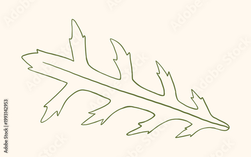 Vector monochrome hand drawn outline illustration of green arugula salad leaf. Sketch doodle rocket leaf for healthy vegan food design, minimal organic label and fresh salad branding.