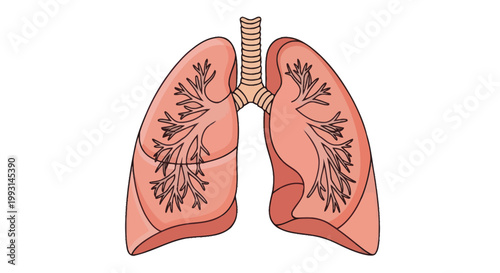 Stylized illustration of human lungs and respiratory system on white background
