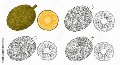 A collection of whole and sliced jackfruit in colored and outline illustrations