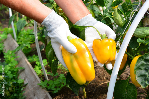 Εκτύπωση καμβά a senior woman in white gardening gloves collecting yellow paprika copy space