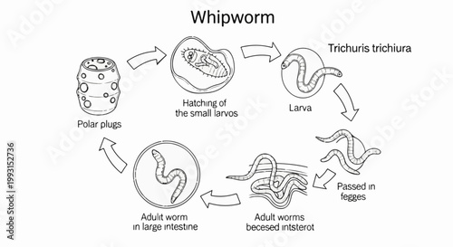 Diagram showing the life cycle of the whipworm, Trichuris trichiura