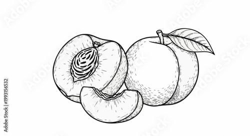 Detailed line art illustration of a whole peach, a halved peach, and a slice