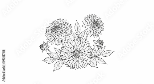 Delicate black and white sketch of blooming dahlias with leaves and buds