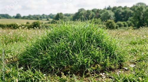 An isolated mound of lush green grass with natural texture and tall blades, layered foliage, subtle dew highlights and realistic edge detail, fresh outdoor feel with clean daylight, ultra-realistic,