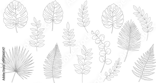 Hand Drawn Tropical Leaf Collection Set Featuring Monstera Palm Fern and Eucalyptus Foliage in Minimalist Line Art Style