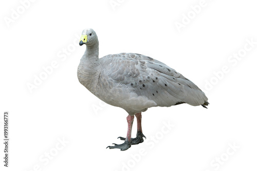 Cape Barren goose isolated on white background