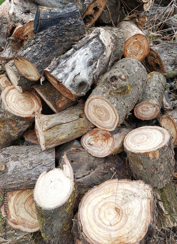 Pile of cut wood logs, scattered randomly. Round pieces of tree trunks stacked together. Close-up of a pile of weathered cut wood logs.