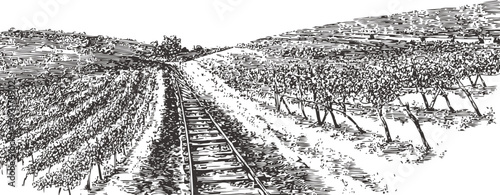 Railroad track passing through vineyard rows with grapevines on both sides in countryside landscape