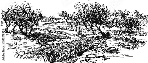 ancient stone wall ruins surrounded by olive trees in mediterranean landscape sketch