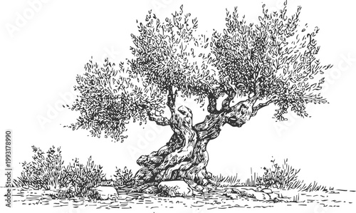 Ancient olive tree with twisted trunk and dense foliage standing on rocky terrain detailed ink drawing