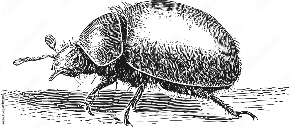 Fototapeta premium Detailed vintage engraving of a dung beetle with textured shell and antennae walking on ground