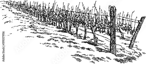 Black and white sketch of a vineyard row with leafless vines, wooden posts, and soil texture
