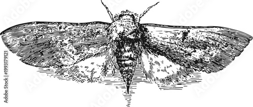 Detailed vintage illustration of a moth with spread wings, insect anatomy drawing in black and white