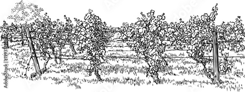 Vineyard rows with grapevines and trellis support in rural landscape hand drawn illustration