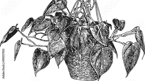 Hand drawn hanging plant in a woven basket with heart shaped leaves, detailed botanical illustration