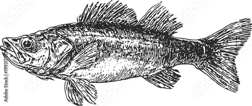 Detailed black and white illustration of a freshwater fish with fins and scales