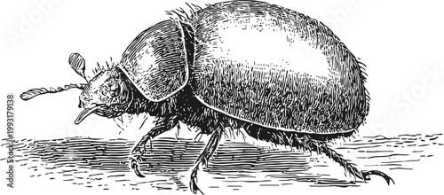 Detailed vintage engraving of a dung beetle with textured shell and antennae walking on ground