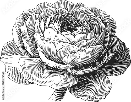 Vintage black and white peony flower illustration with intricate linework and detailed petals