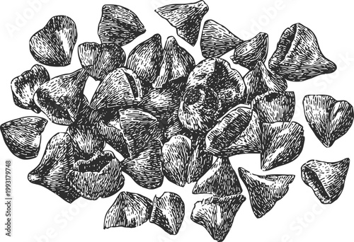 Dried moringa seeds pile natural organic superfood and herbal medicine ingredients detailed hand drawn botanical illustration