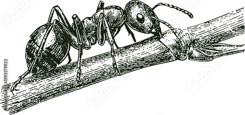 Detailed black and white illustration of an ant crawling on a twig with fine line art