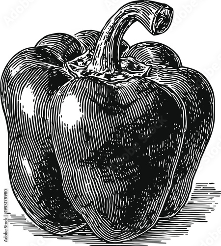 Black and white engraved illustration of a bell pepper with detailed shading and texture