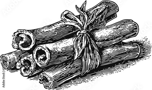 Bundle of cinnamon sticks tied with string in vintage engraving illustration