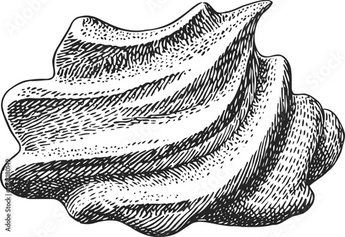 Vintage seashell illustration detailed with hand drawn shading and contour lines, ocean marine life artwork